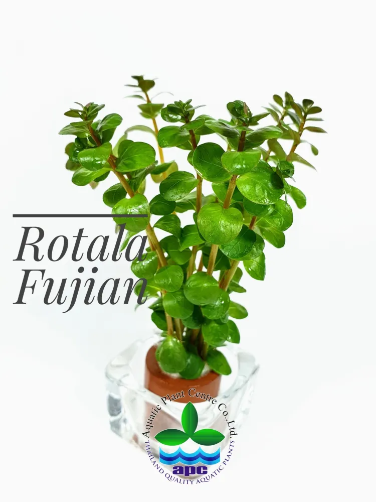 Rotala Fujian new.jpg