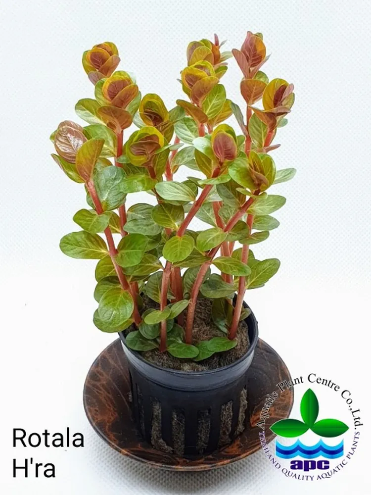 Rotala HRA.jpg