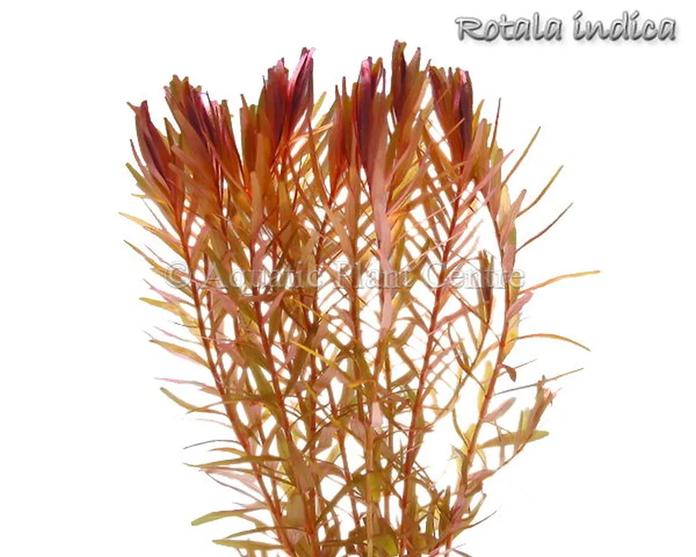 Rotala_indica_4fb48fe88513d.jpg