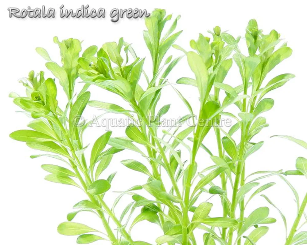 Rotala_indica_gr_4fb48f6c0da4c.jpg