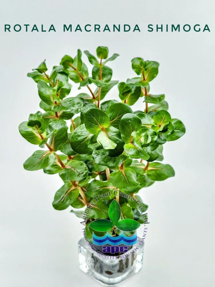 Rotala Macranda Shimoga.jpg