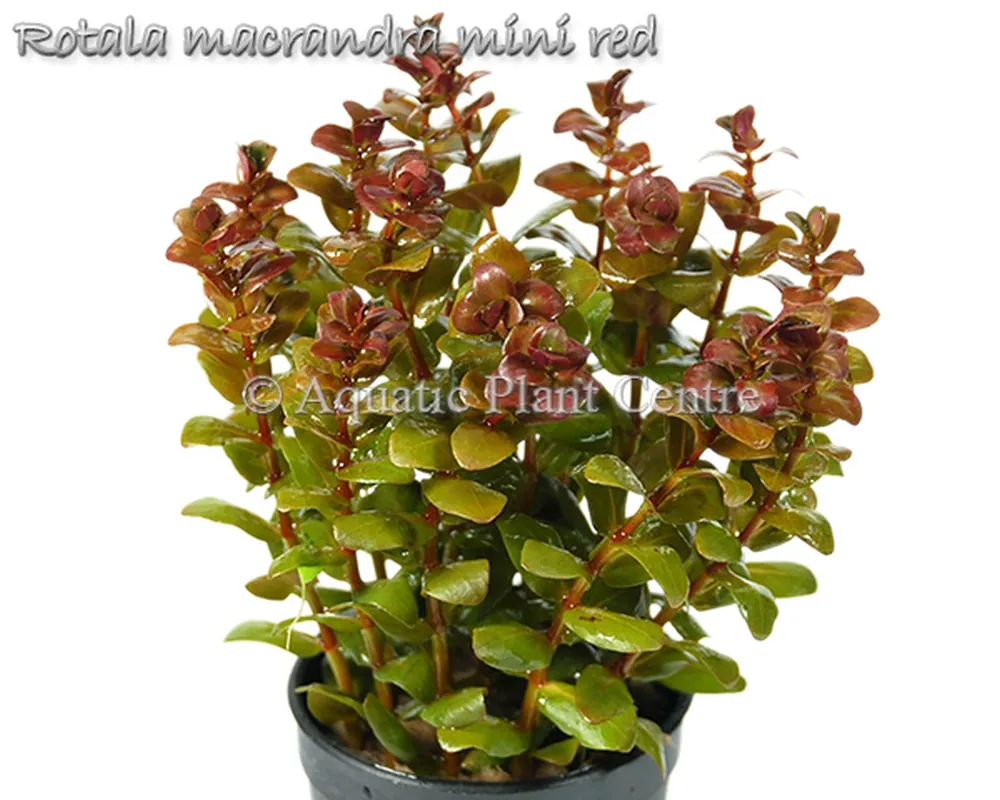 Rotala_macrandra_5b601325627ea.jpg