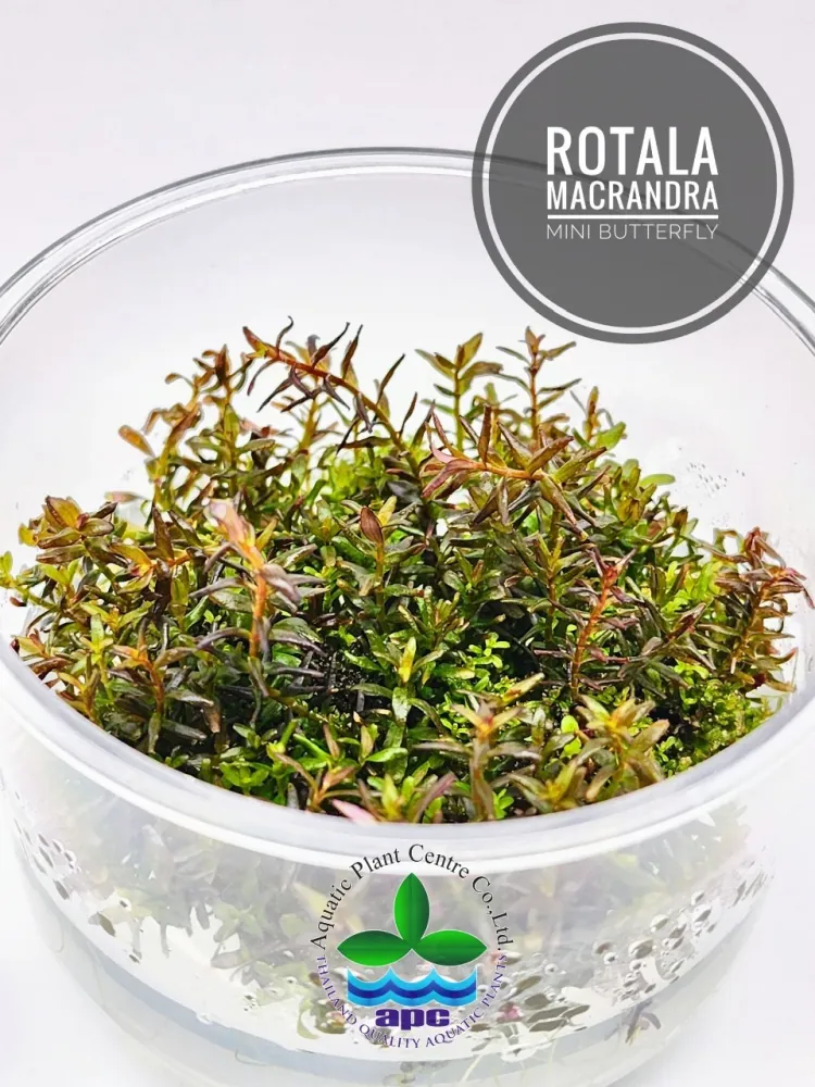 Rotala Macrandra Mini Butterfly.jpg