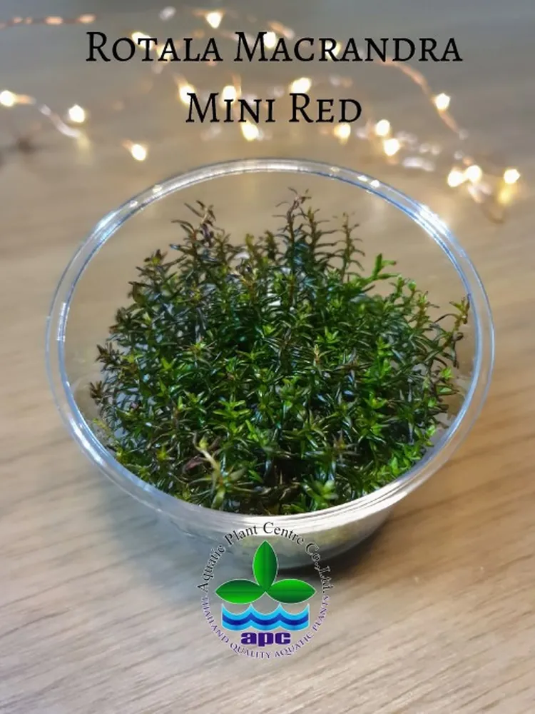 Rotala Macrandra Mini Red TC CUP (Custom).jpg_1