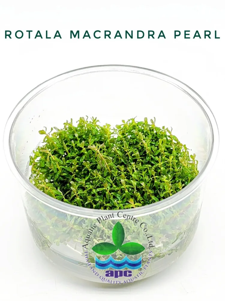 Rotala Macrandra Pearl TC CUP.jpg