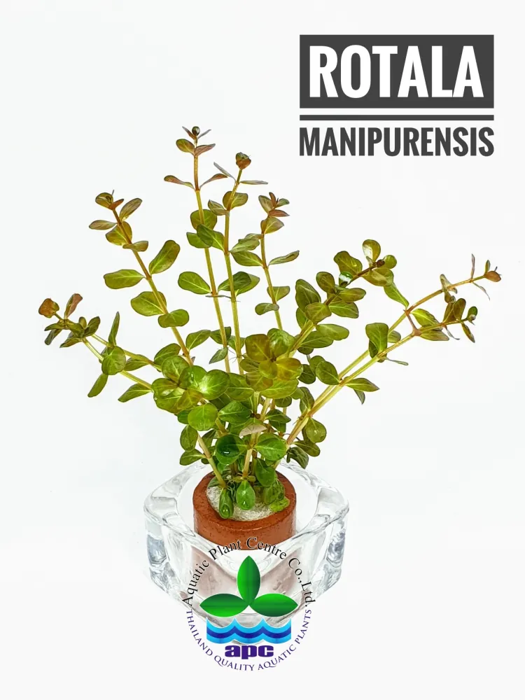 Rotala Manipurensis.jpg