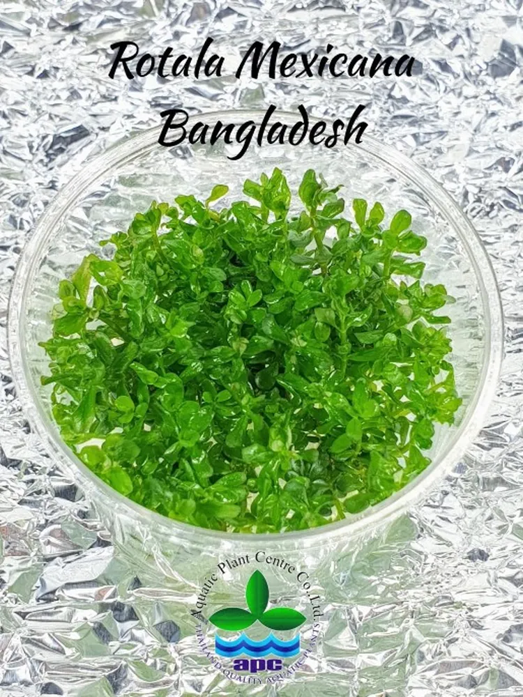 Rotala Mexicana Bangladesh (Custom).jpg
