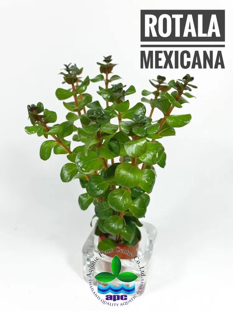 Rotala Mexicana.jpg