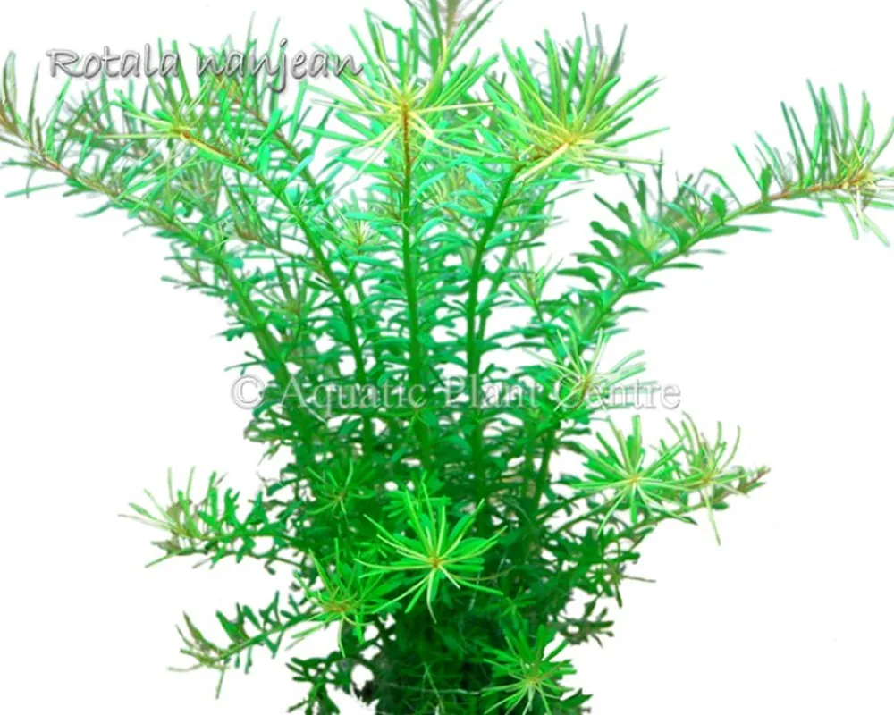 Rotala_nanjean_581ae0164bdbf.jpg