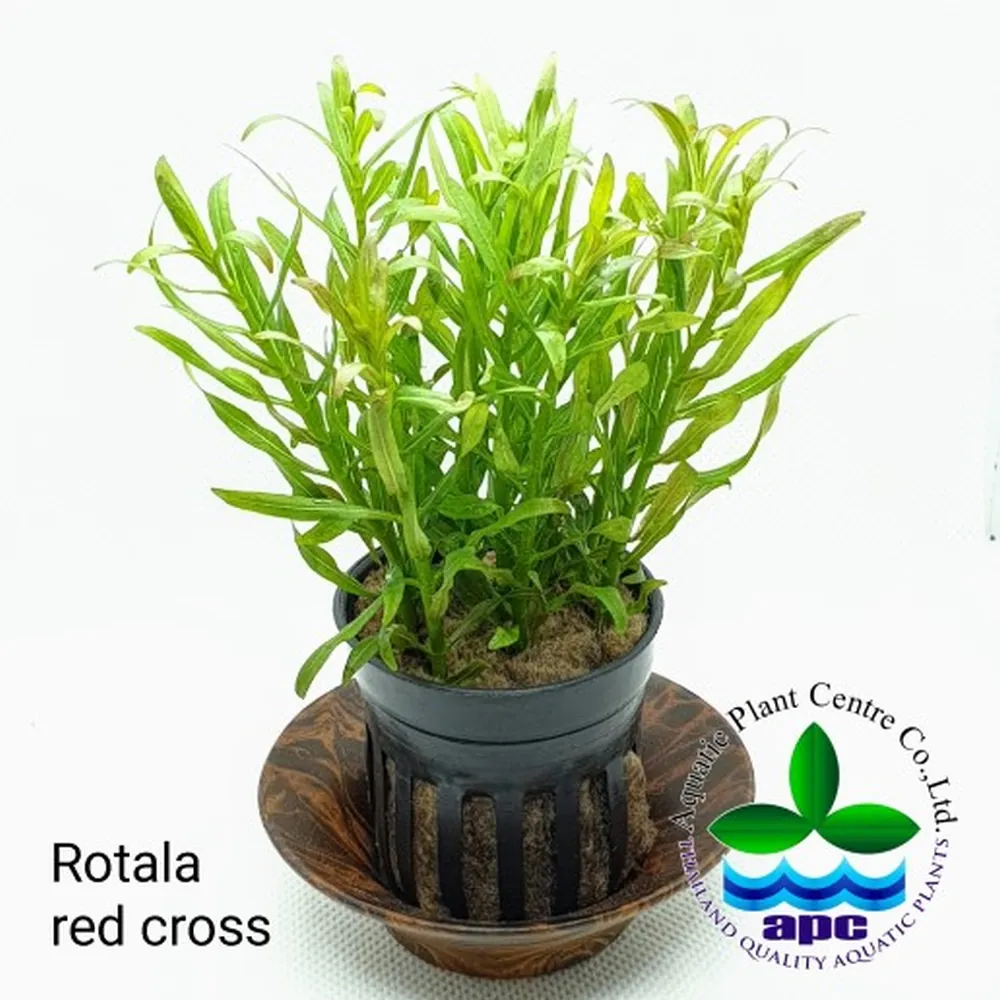 Rotala red cross.jpg