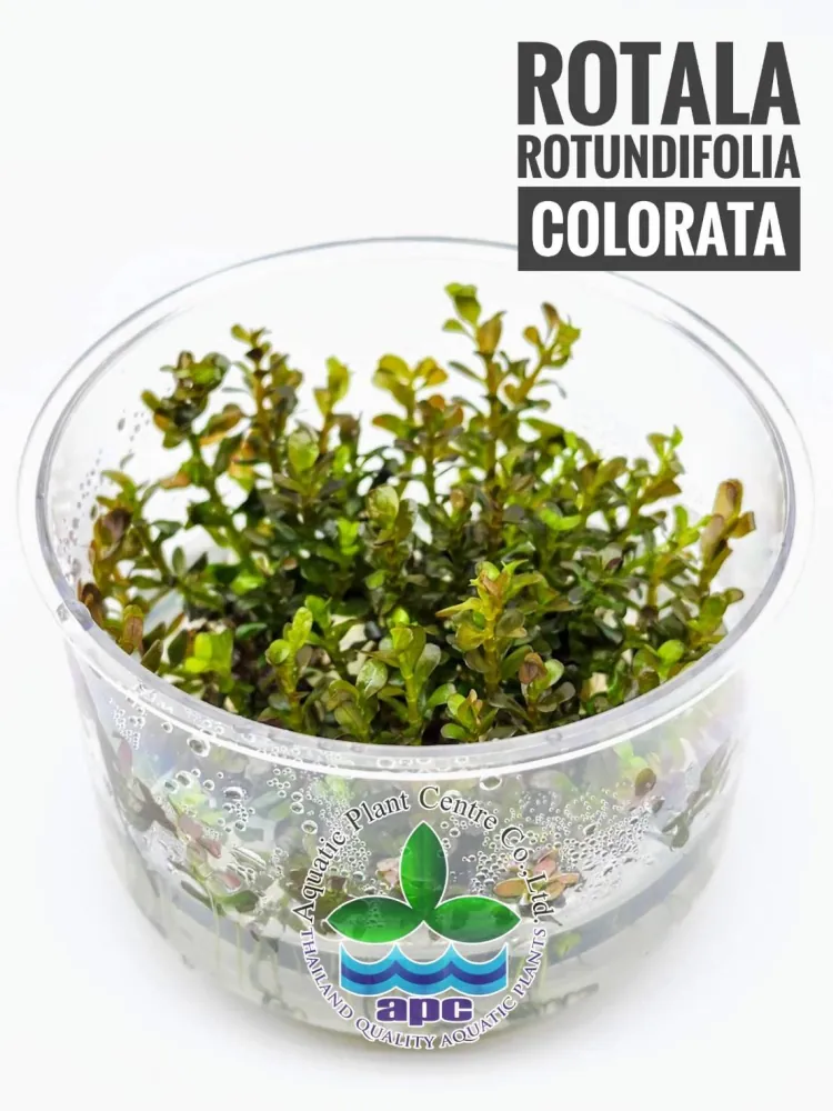 Rotala Rotundifolia Colorata.jpg