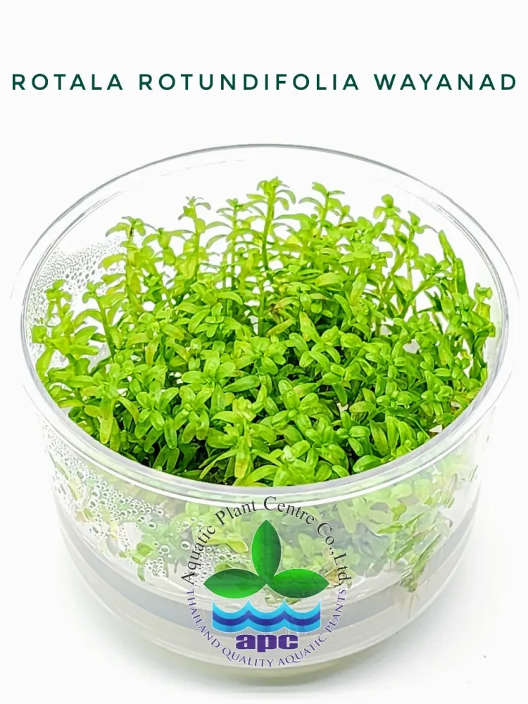 Rotala Rotundifolia Wayanad.jpg