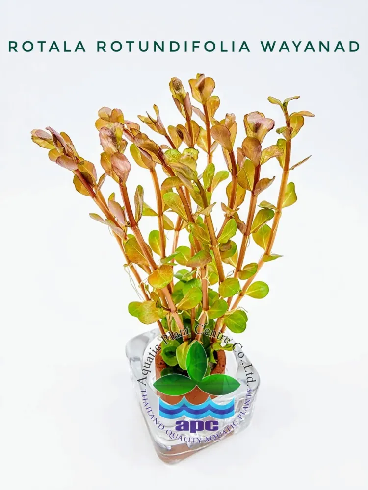 Rotala Rotundifolia Wayanad8.jpg