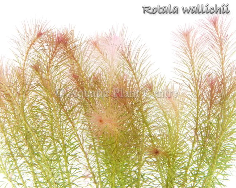 Rotala_wallichii_4fb48fc9bcea8.jpg