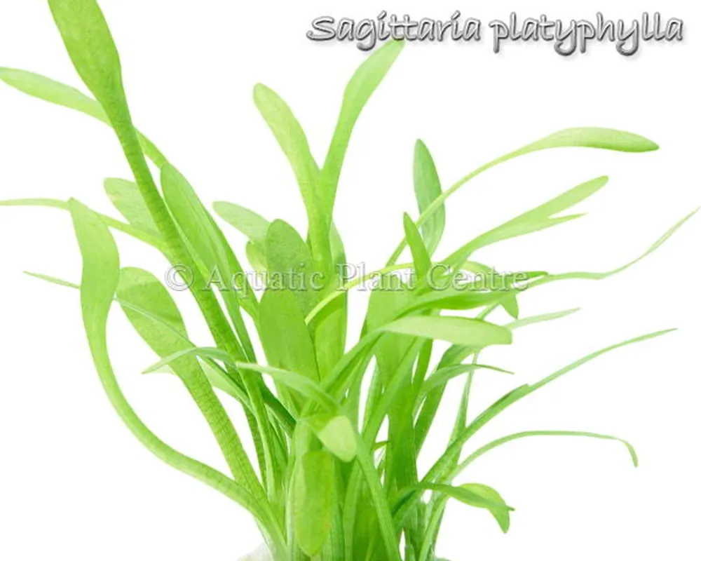 Sagittaria_platy_4fb4900ed4183.jpg