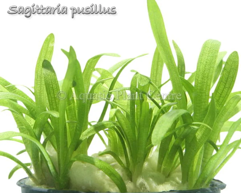 Sagittaria_pusil_4fb4903ead9a6.jpg