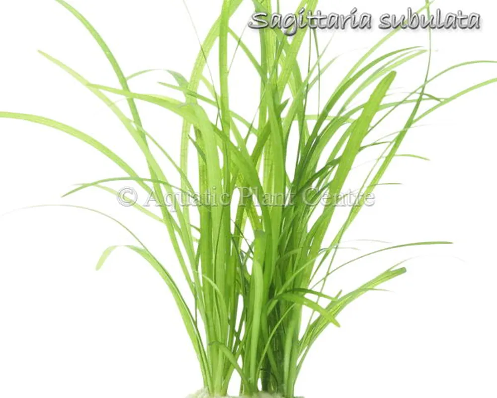 Sagittaria_subul_4fb49060ababb.jpg