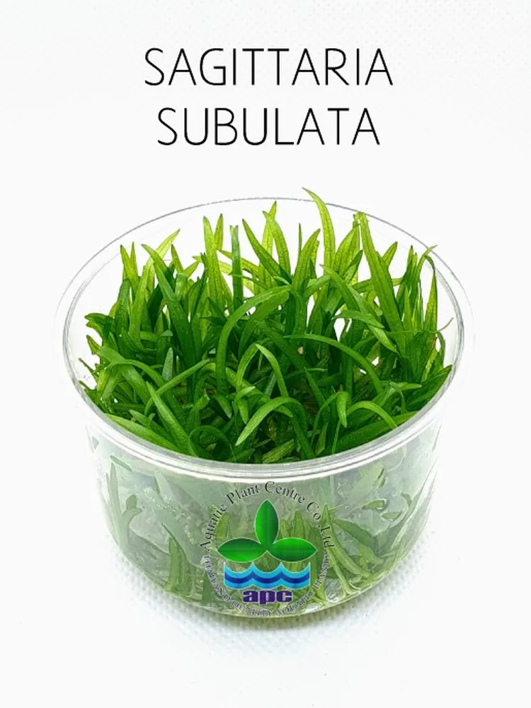 Sagittaria Subulata TC CUP.jpg