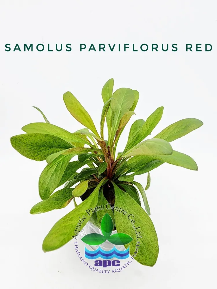 Samolus Parviflorus Red.jpg