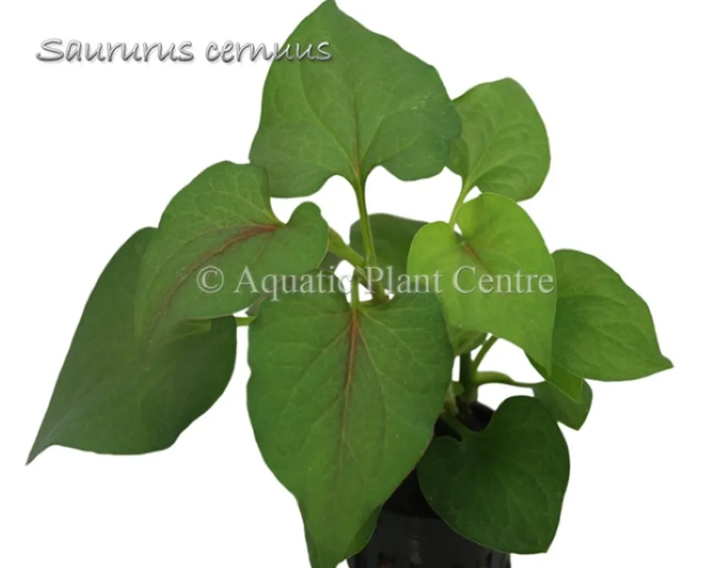 Saururus_cernuus_581ae0363c0ac.jpg