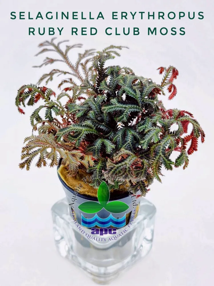 Selaginella Erythropus Ruby Red Club Moss.jpg