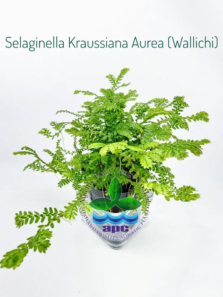 Selaginella Kraussiana Aurea (Wallichi).jpg