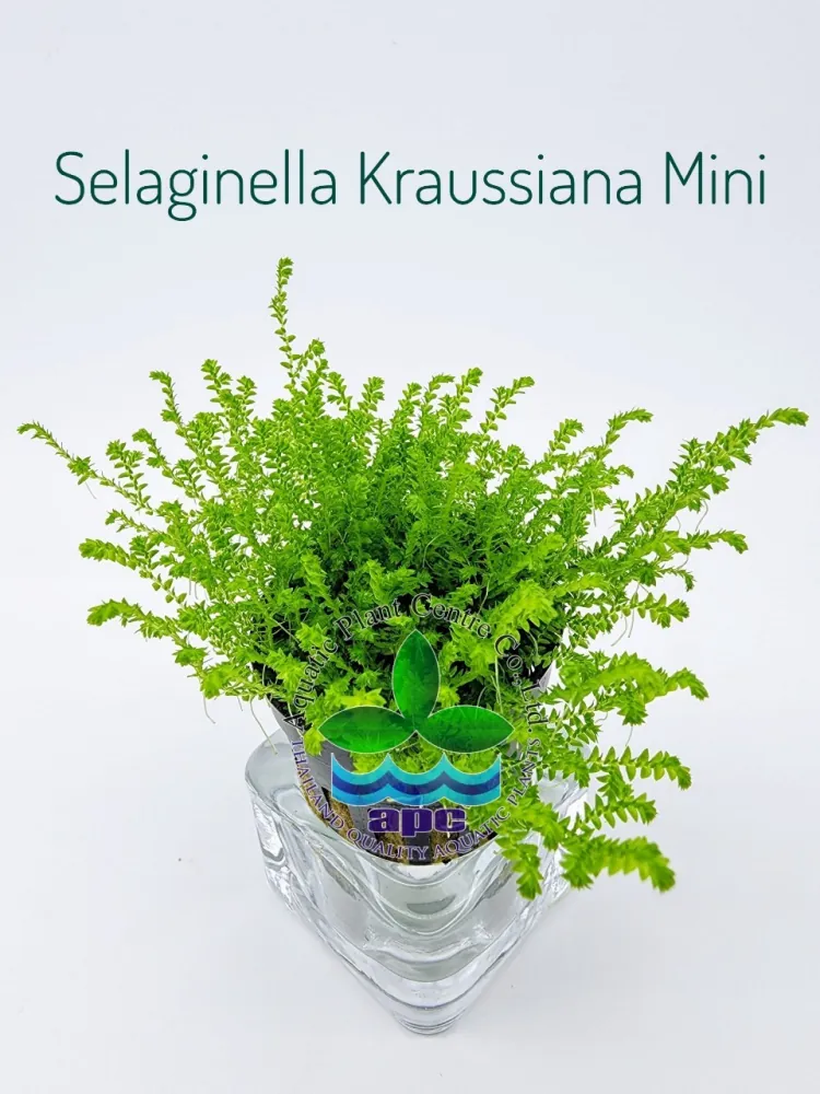 Selaginella Kraussiana Mini.jpg