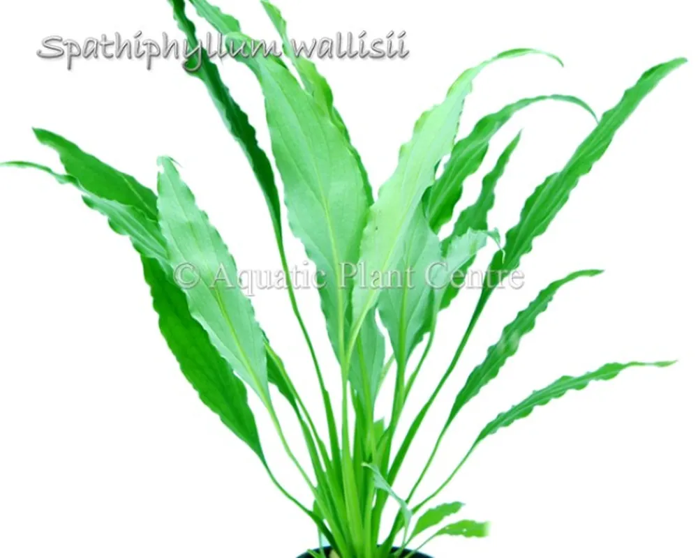 Spathiphyllum_wa_581ae0524254e.jpg