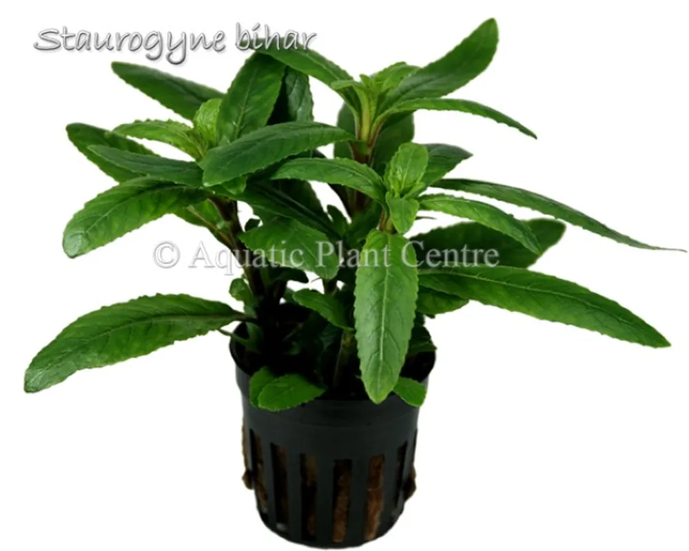 Staurogyne_bihar_581ae07482bca.jpg