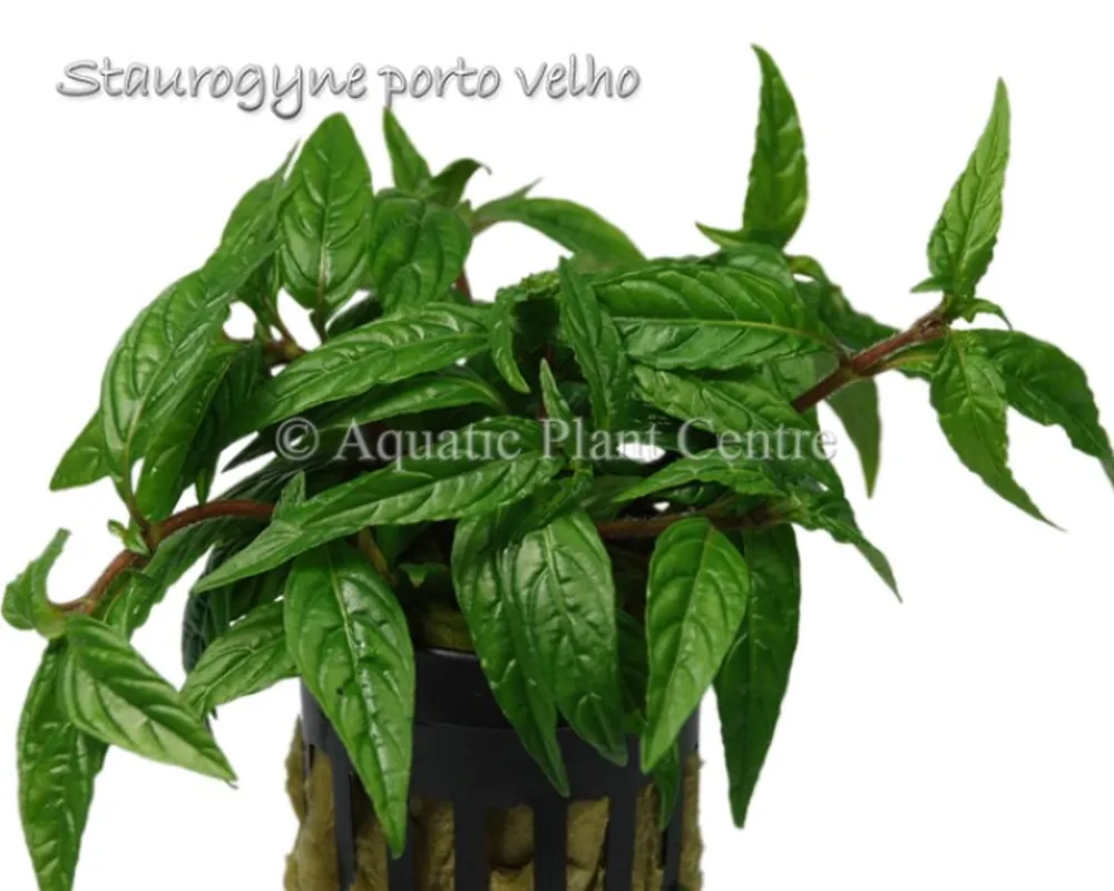 Staurogyne_porto_581ae092648be.jpg