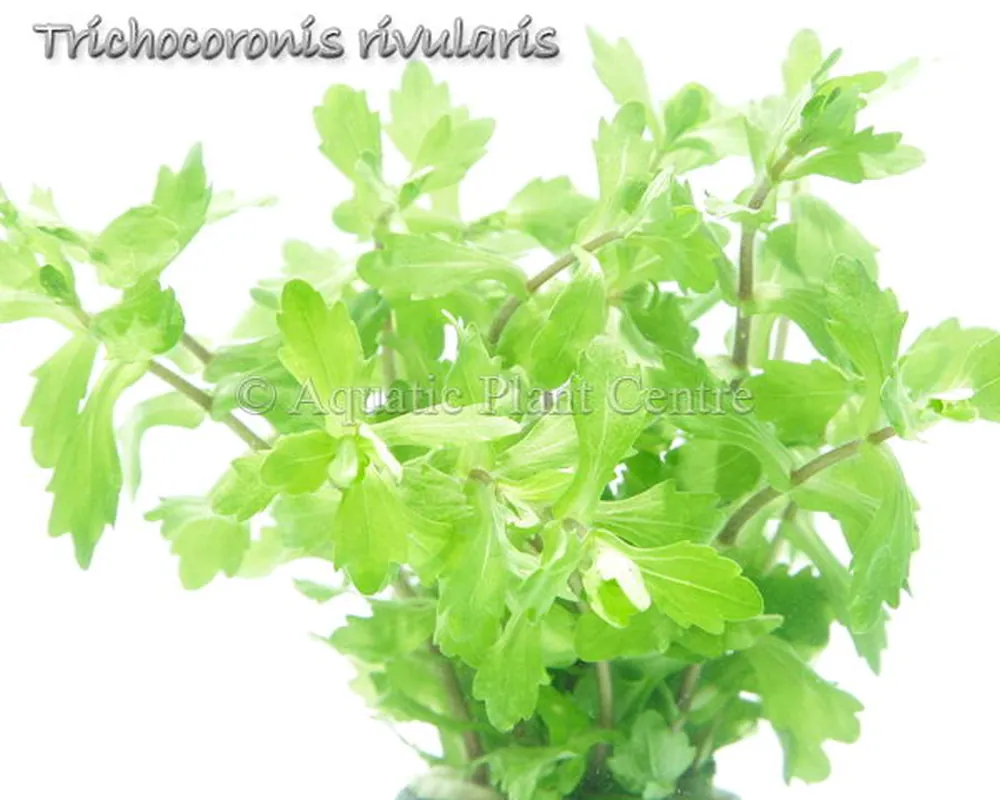 Trichocoronis_ri_4fb490a9e3891.jpg