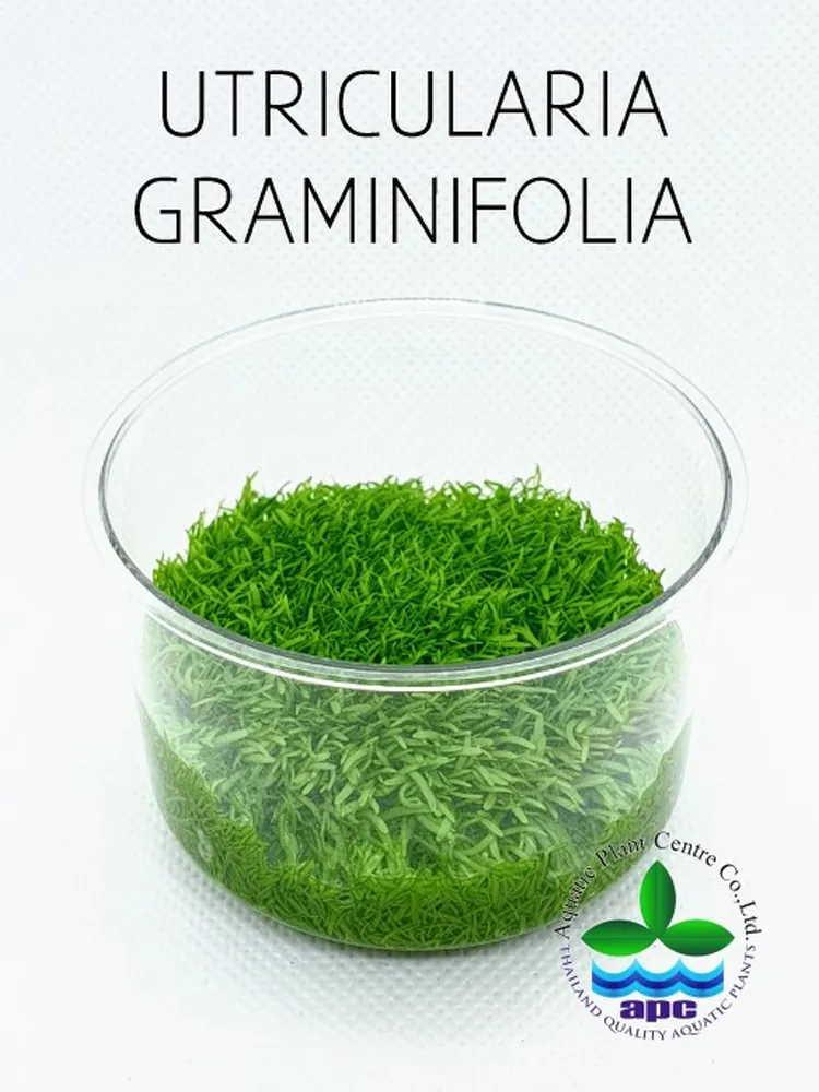 Utricularia Graminifolia TC CUP.jpg