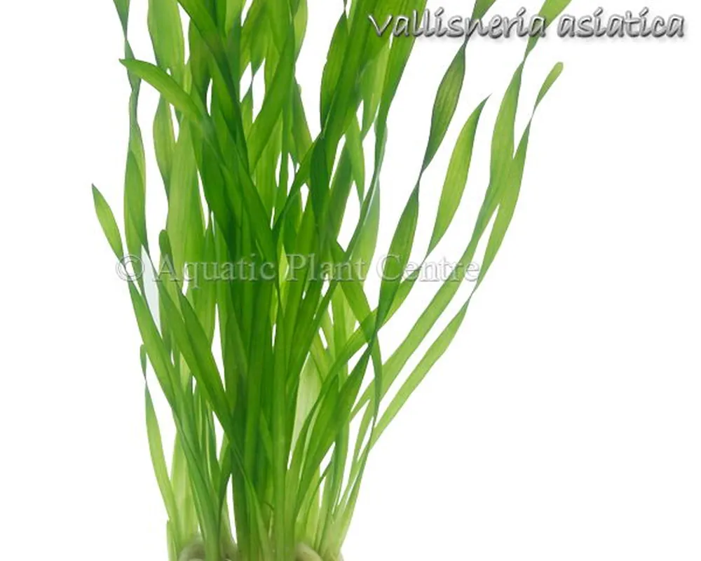 Vallisneria_asia_4fb490c49f4a1.jpg