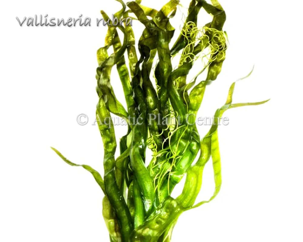 Vallisneria_rubr_581ae0fdf2b95.jpg