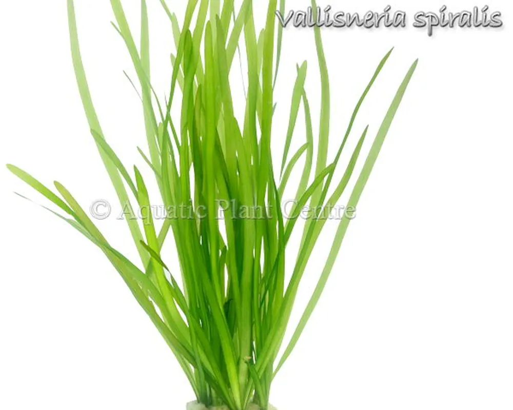 Vallisneria_spir_4fb490f8223e9.jpg