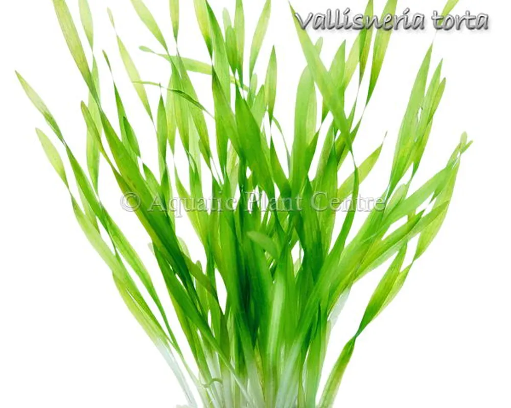 Vallisneria_tort_4fb4911b2e0ae.jpg