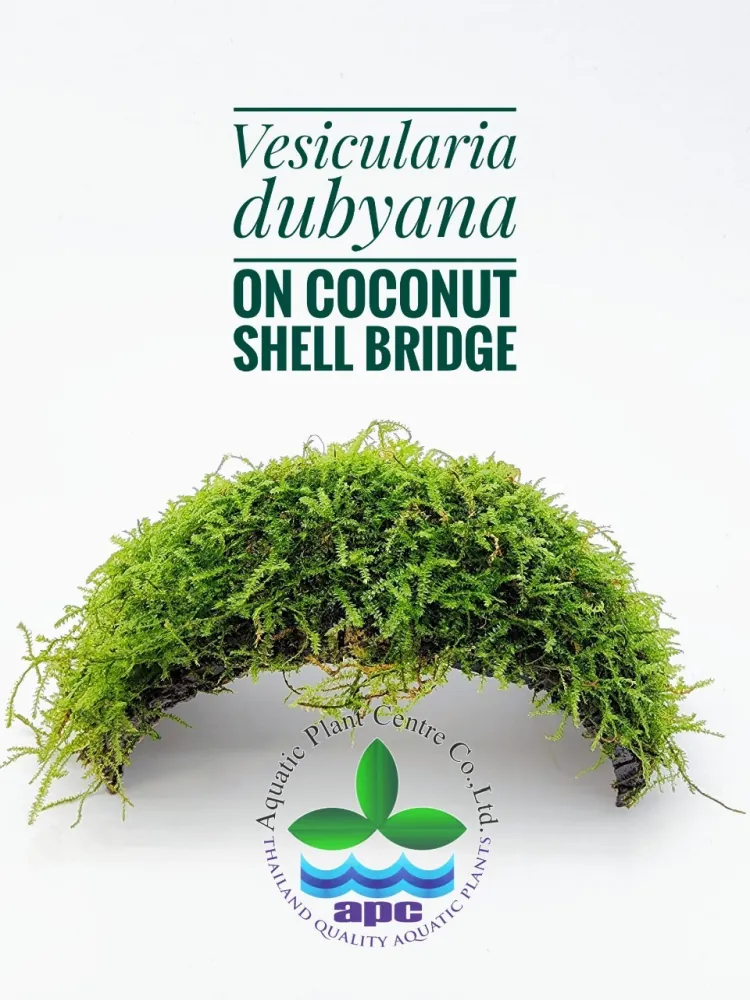 Vesicularia Dubyana on Coconut Shell Bridge.jpg