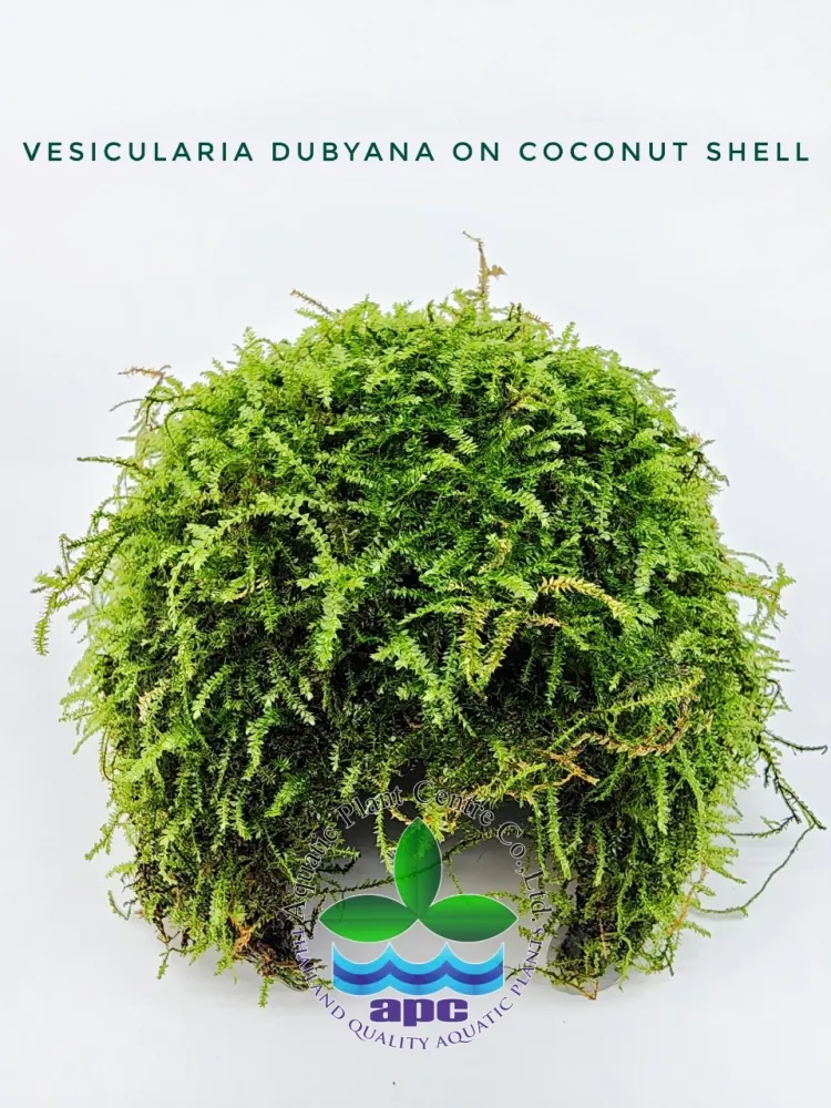 Vesicularia Dubyana on Coconut Shell.jpg