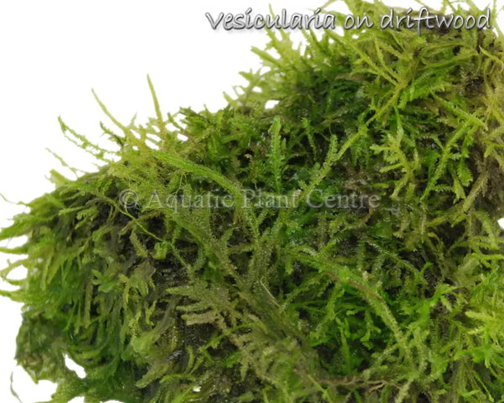 Vesicularia_on_d_4fb491845b95d.jpg