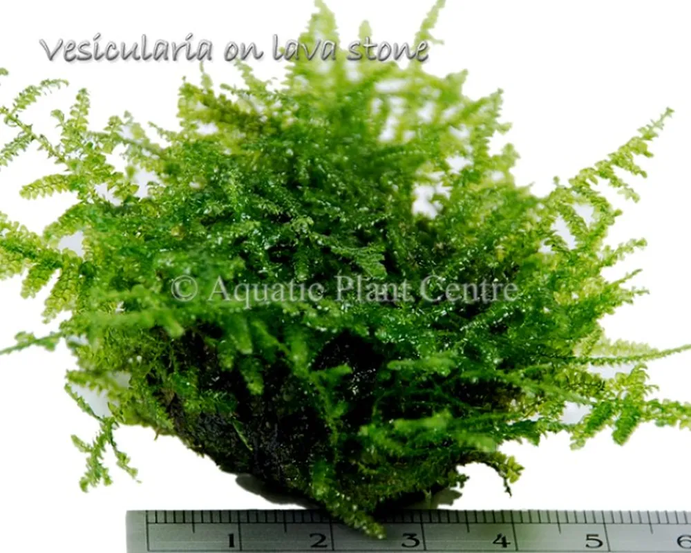 Vesicularia_on_l_581c31752164c.jpg