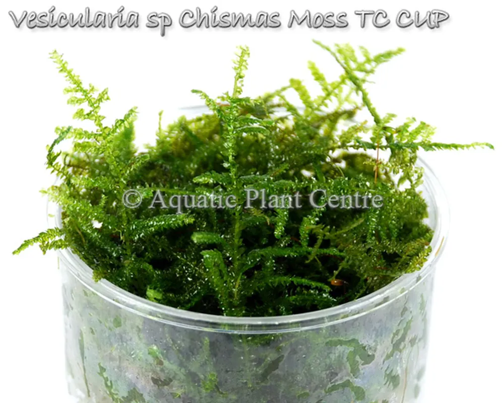 Vesicularia_sp_C_5bfbb67509b9d.jpg