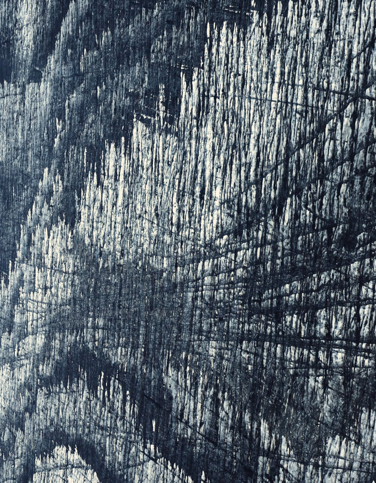 Photograph: frozen forest aerial pattern