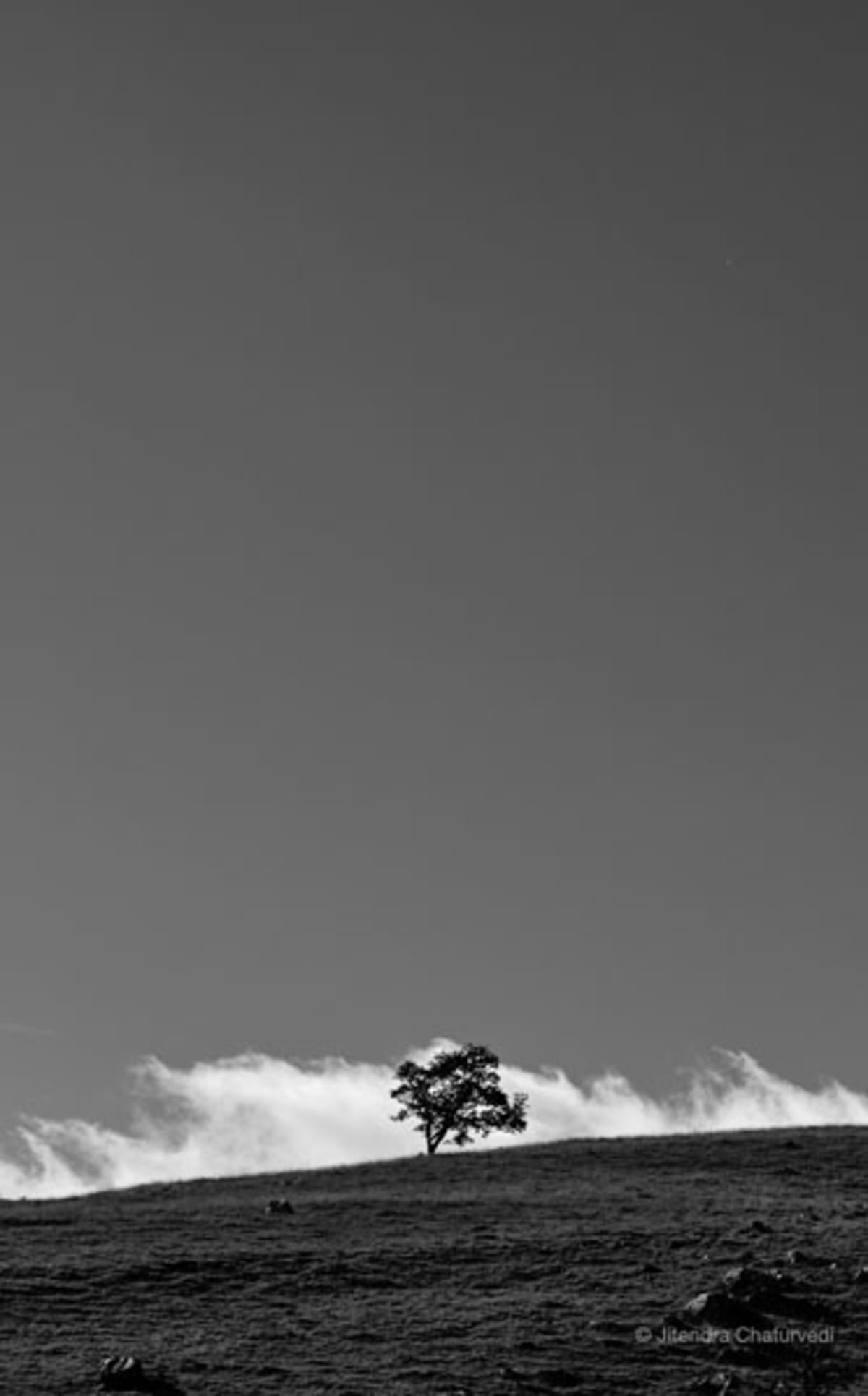 Photograph: solitary tree moorland