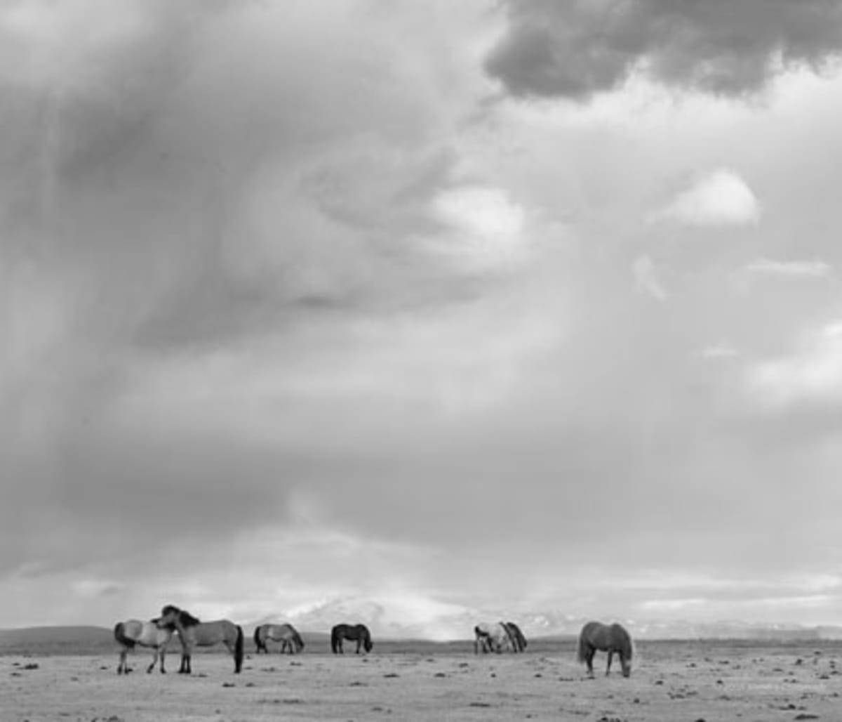 Photograph: wild horses open plain