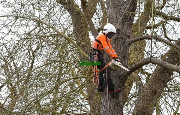 Tree Contractors project completed in Wandsworth by Fine Landscaping