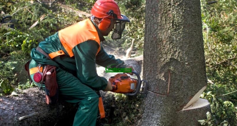 Spring Tree Surgery: Preparing Your Surrey Garden for Growth