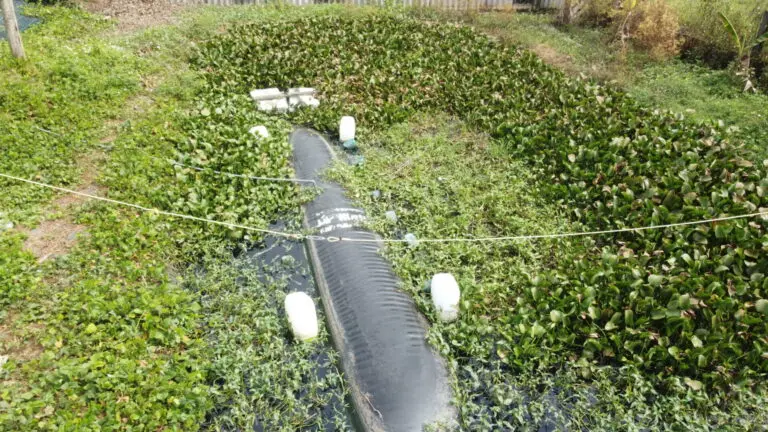 Túi Biogas HDPE - Giải Pháp Xanh Cho Ngành Chăn Nuôi Túi Biogas HDPE - Giải Pháp Xanh Cho Ngành Chăn Nuôi