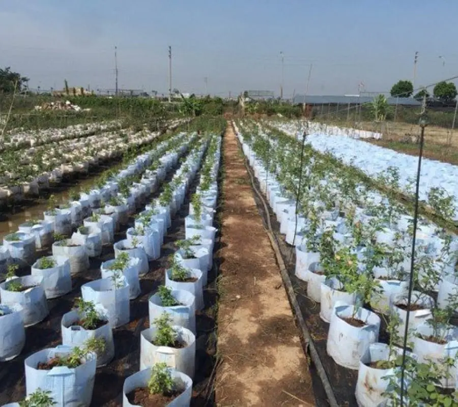 Bán Vải Địa Trồng Cây - Giải Pháp Xanh Cho Mọi Nhà Bán Vải Địa Trồng Cây - Giải Pháp Xanh Cho Mọi Nhà