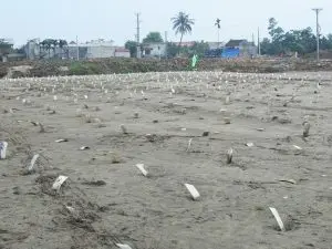 Thi công cắm bấc thấm: Giải pháp hiệu quả cho công trình xây dựng bền vững Bấc Thấm Biến Đất Yếu Thành Nền Móng Vững Chắc