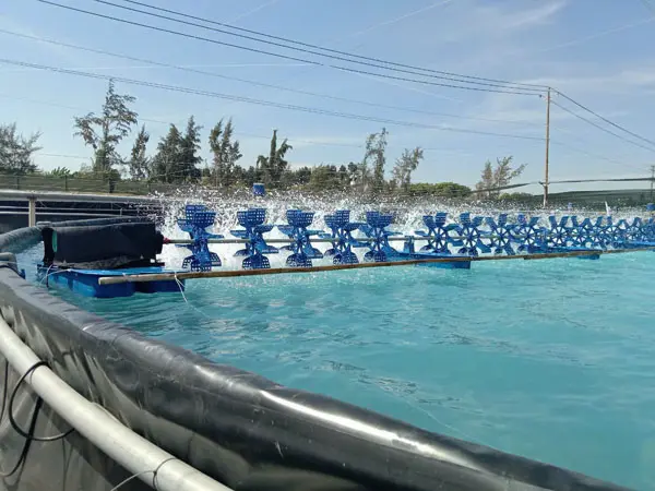 Bạt HDPE Lót Hồ Nuôi Tôm Giá Bao Nhiêu - Bí Quyết Đầu Tư Hiệu Quả Cho Bà Con Nông Dân Bạt HDPE Lót Hồ Nuôi Tôm Giá Bao Nhiêu - Bí Quyết Đầu Tư Hiệu Quả Cho Bà Con Nông Dân